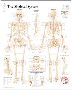 Skeletal