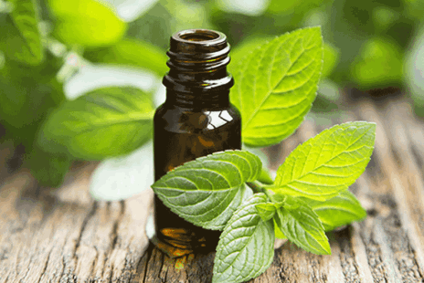 Peppermint Essential Oil