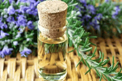 Rosemary Essential Oil